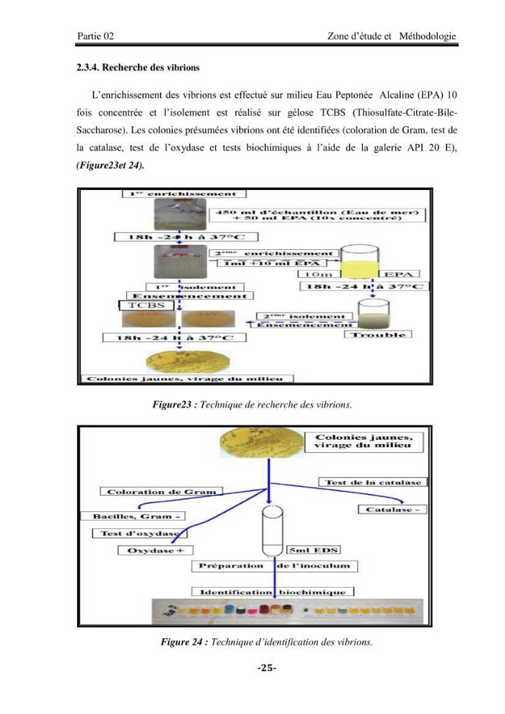 Contribution à la biosurveillance des eaux du littoral de la plage et du port de Sidi Fredj