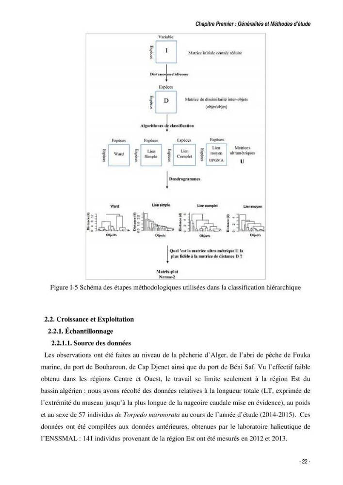 Comportement, Croissance et Exploitation de Torpedo marmorata Risso, 1810 (CHONDRICHTHYENS, TORPEDINIDAE) dans le bassin Algérien