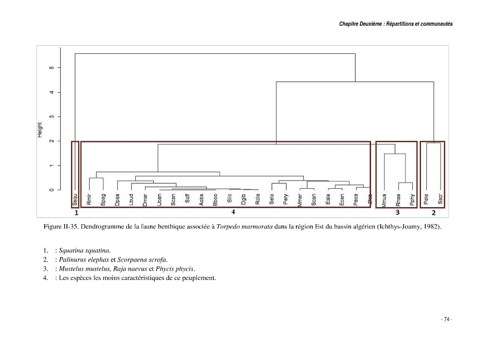 Comportement, Croissance et Exploitation de Torpedo marmorata Risso, 1810 (CHONDRICHTHYENS, TORPEDINIDAE) dans le bassin Algérien