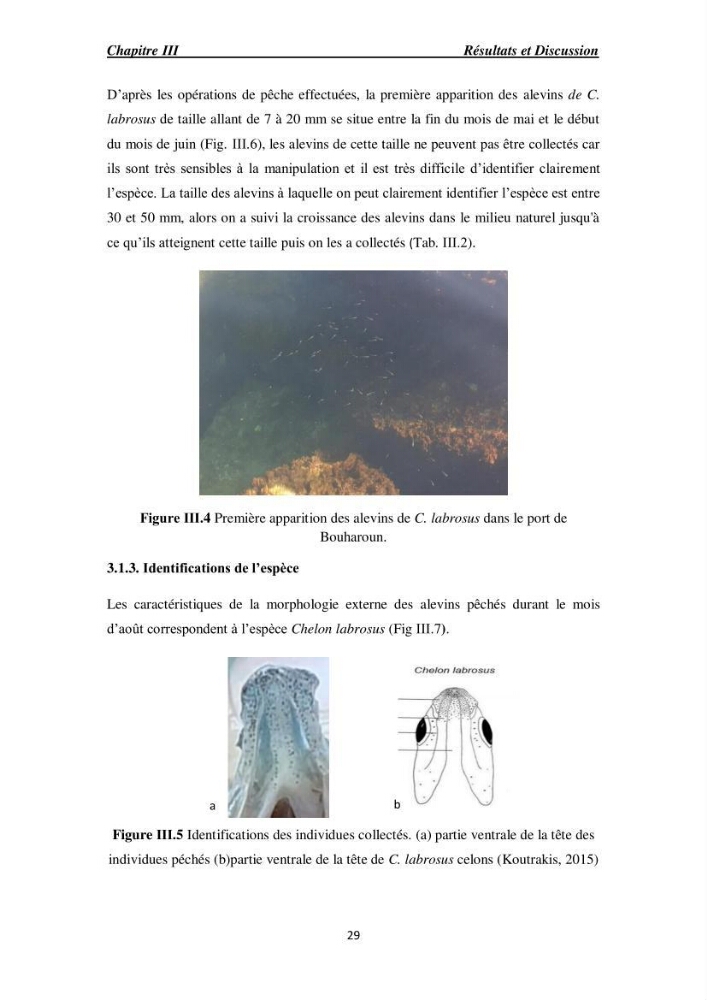 Acclimatation aux faibles salinités des alevins de mulet Chelon labrosus (Risso, 1826).