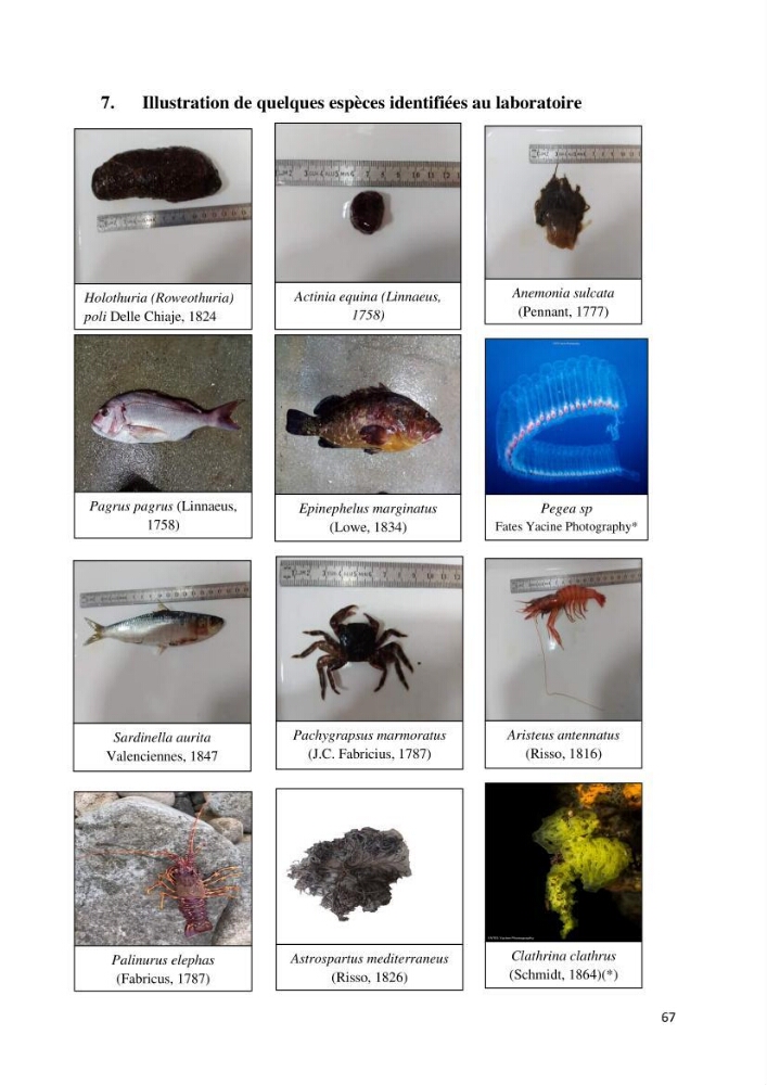 Actualisation de l’inventaire des espèces faunistiques marines du parc national de Taza (Jijel)