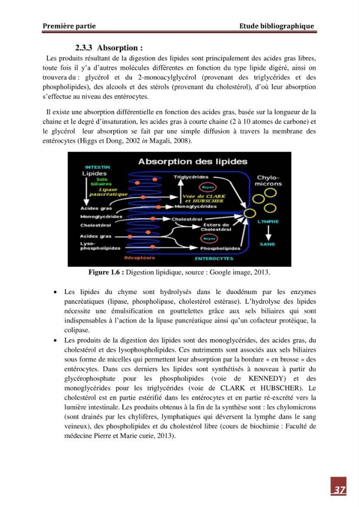 Contribution à l\'étude de la valeur alimentaire de l\'éspèce Tilapia du nil \"orechoromisniloticus\":