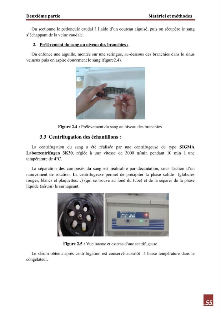 Contribution à l\'étude de la valeur alimentaire de l\'éspèce Tilapia du nil \"orechoromisniloticus\":