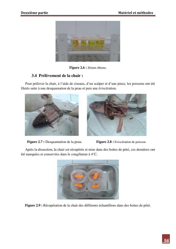 Contribution à l\'étude de la valeur alimentaire de l\'éspèce Tilapia du nil \"orechoromisniloticus\":