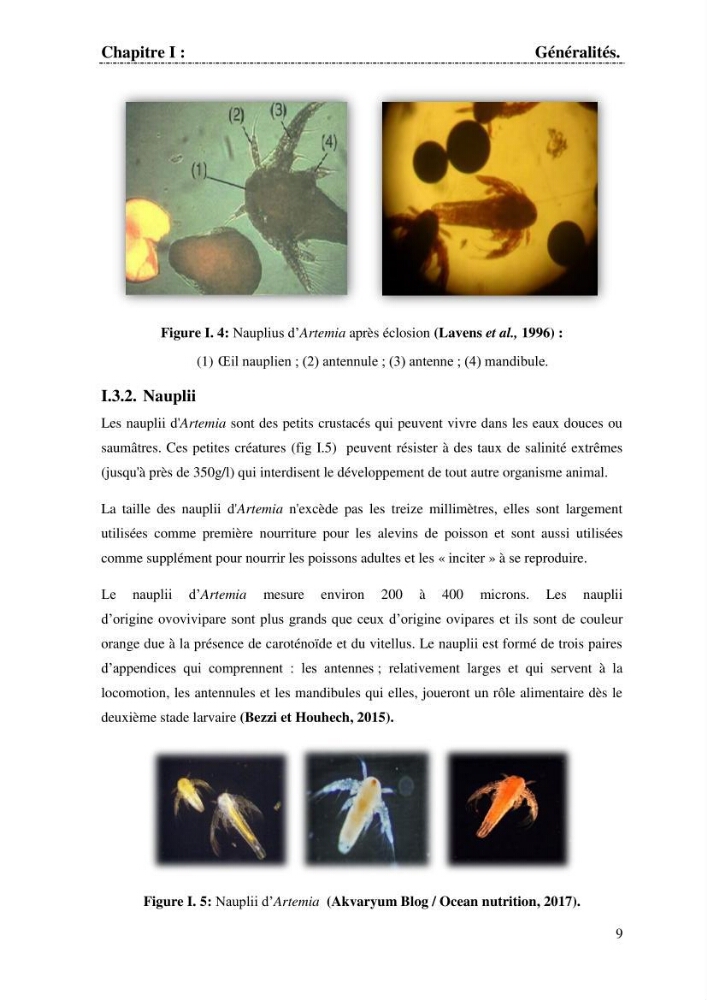 Determination d\'une partie de la flore bactérienne associee aux cystes d\'ARTEMIA (Leach 1819):
