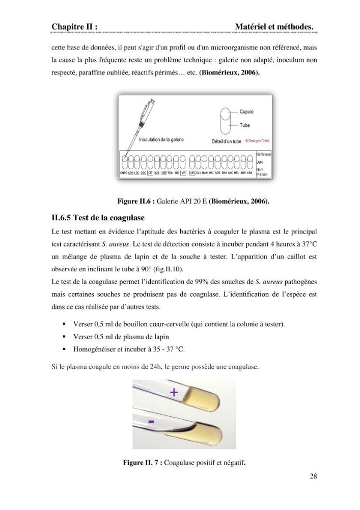 Determination d\'une partie de la flore bactérienne associee aux cystes d\'ARTEMIA (Leach 1819):
