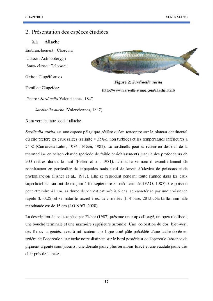 Approche sur l’impact de la température de surface sur l’efficacité Approche sur l’impact de la température de surface sur l’efficacité de la flottille sardinière de Zemmouri (Willaya de Boumerdes):