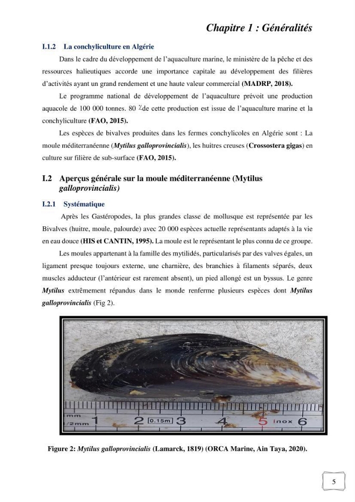 Etude des performances de croissance d\'un élevage myliticole mytilus galloprovincialis ( Lamarck,1819) Ain Taya (Alger):