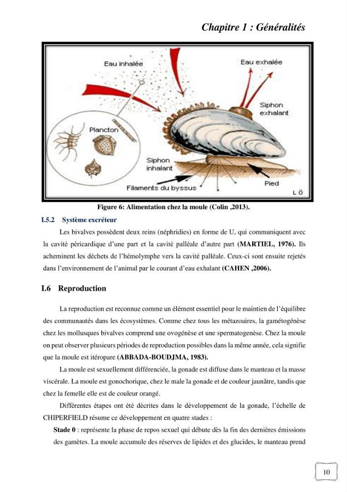 Etude des performances de croissance d\'un élevage myliticole mytilus galloprovincialis ( Lamarck,1819) Ain Taya (Alger):