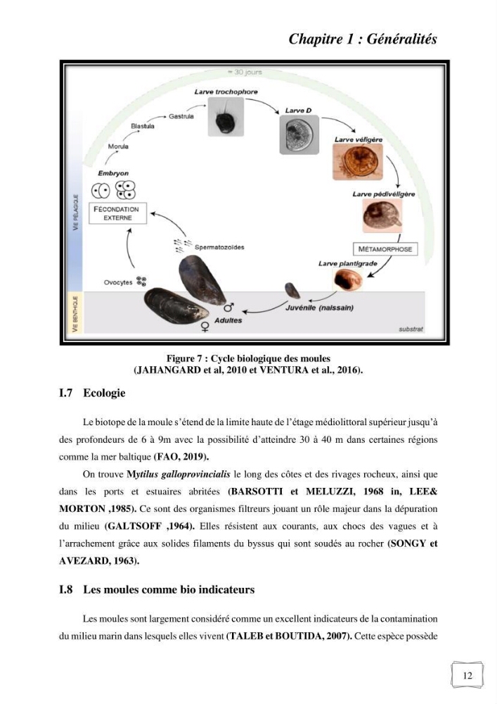 Etude des performances de croissance d\'un élevage myliticole mytilus galloprovincialis ( Lamarck,1819) Ain Taya (Alger):