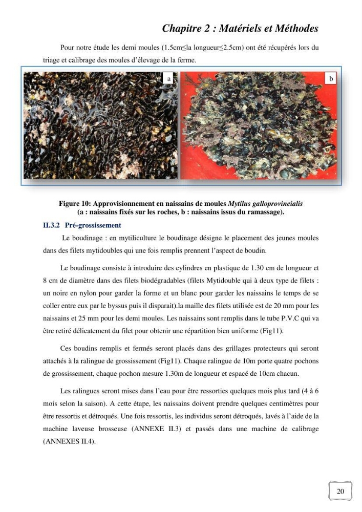 Etude des performances de croissance d\'un élevage myliticole mytilus galloprovincialis ( Lamarck,1819) Ain Taya (Alger):