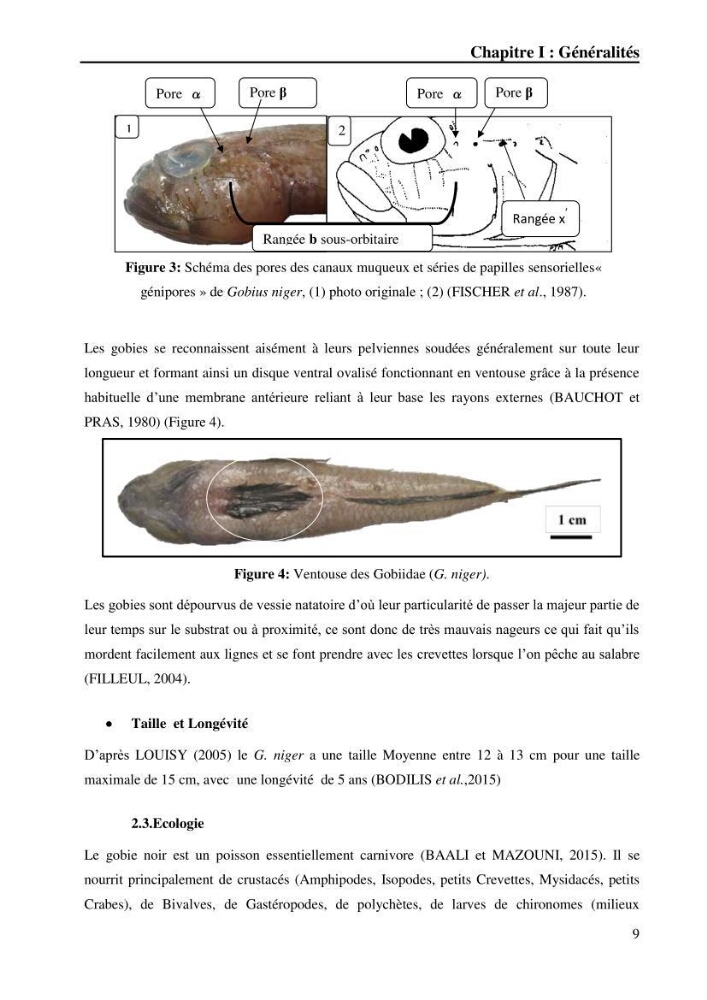 Contribution à l’étude de la croissance et de l’exploitation du gobie noir Gobius niger L., 1758 (Actinopterygii, Perciformes) du golfe de Béjaïa