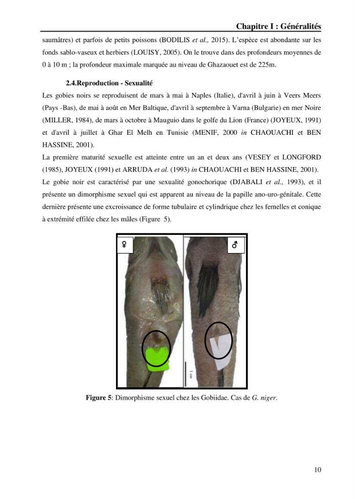 Contribution à l’étude de la croissance et de l’exploitation du gobie noir Gobius niger L., 1758 (Actinopterygii, Perciformes) du golfe de Béjaïa
