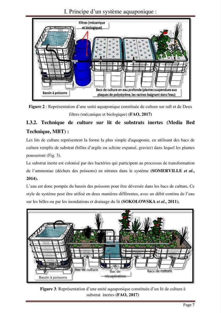 Mise en place d\'un élevage en aquaponie: