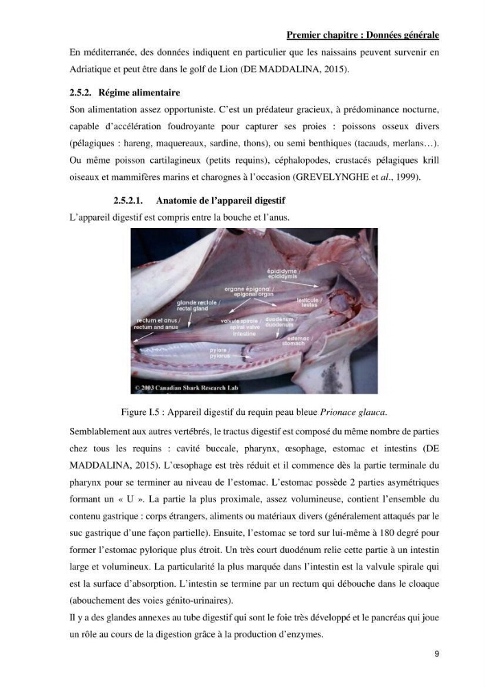 Contribution à l’étude de Prionace glauca (Elasmobranches, Carcharhinidae) dans la région centre