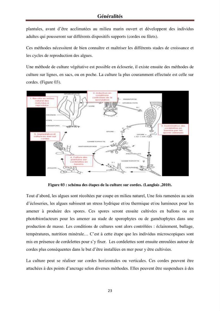Etude de quelques rhodobiontes de la côte ouest algéroise: biologie, biochimie et valorisation
