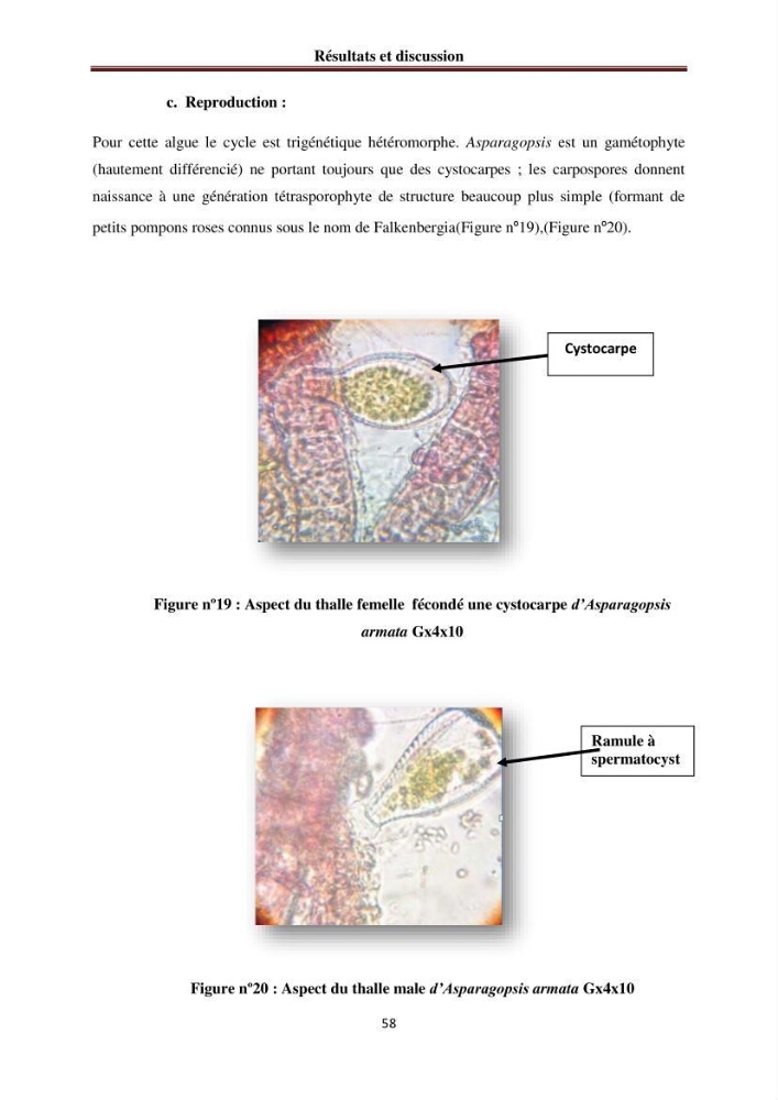 Etude de quelques rhodobiontes de la côte ouest algéroise: biologie, biochimie et valorisation