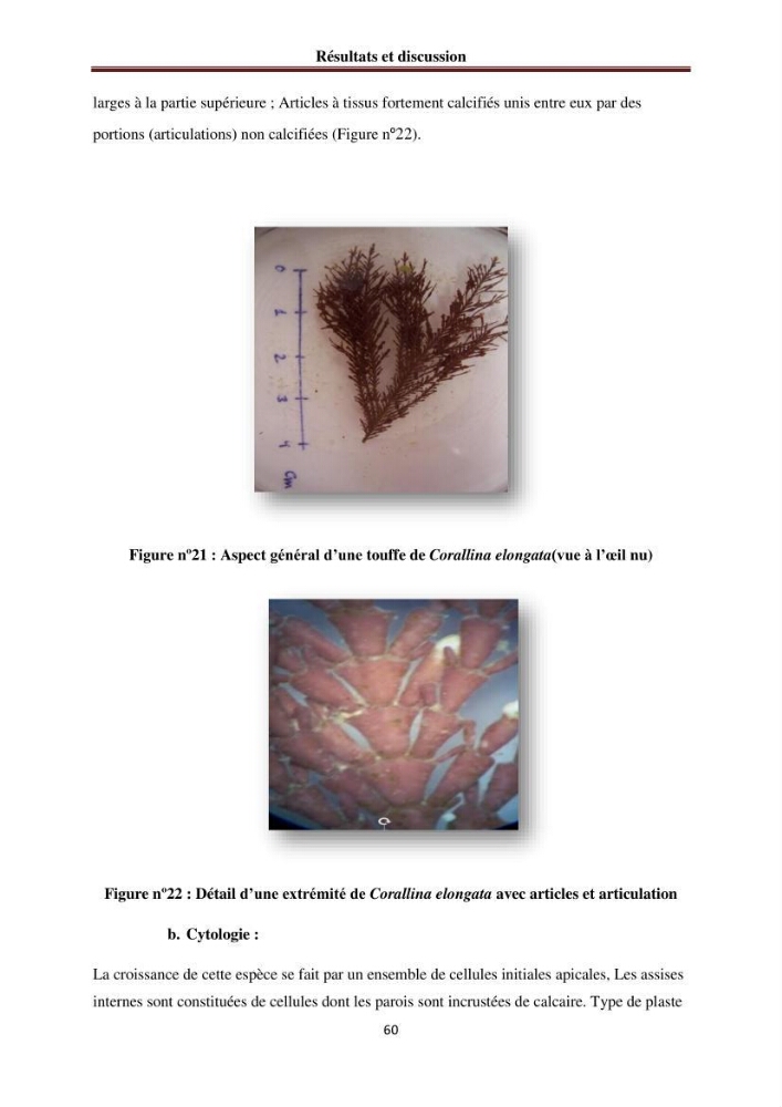 Etude de quelques rhodobiontes de la côte ouest algéroise: biologie, biochimie et valorisation