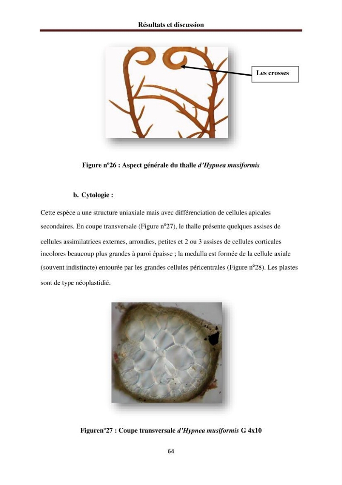 Etude de quelques rhodobiontes de la côte ouest algéroise: biologie, biochimie et valorisation