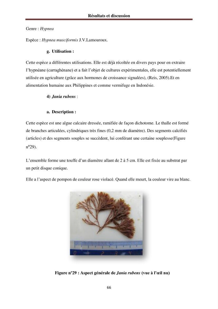Etude de quelques rhodobiontes de la côte ouest algéroise: biologie, biochimie et valorisation