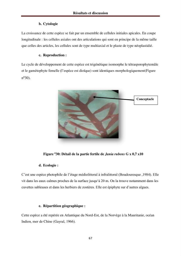 Etude de quelques rhodobiontes de la côte ouest algéroise: biologie, biochimie et valorisation
