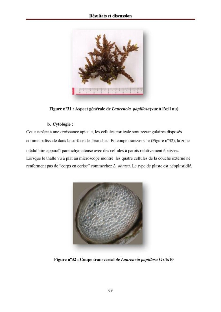 Etude de quelques rhodobiontes de la côte ouest algéroise: biologie, biochimie et valorisation
