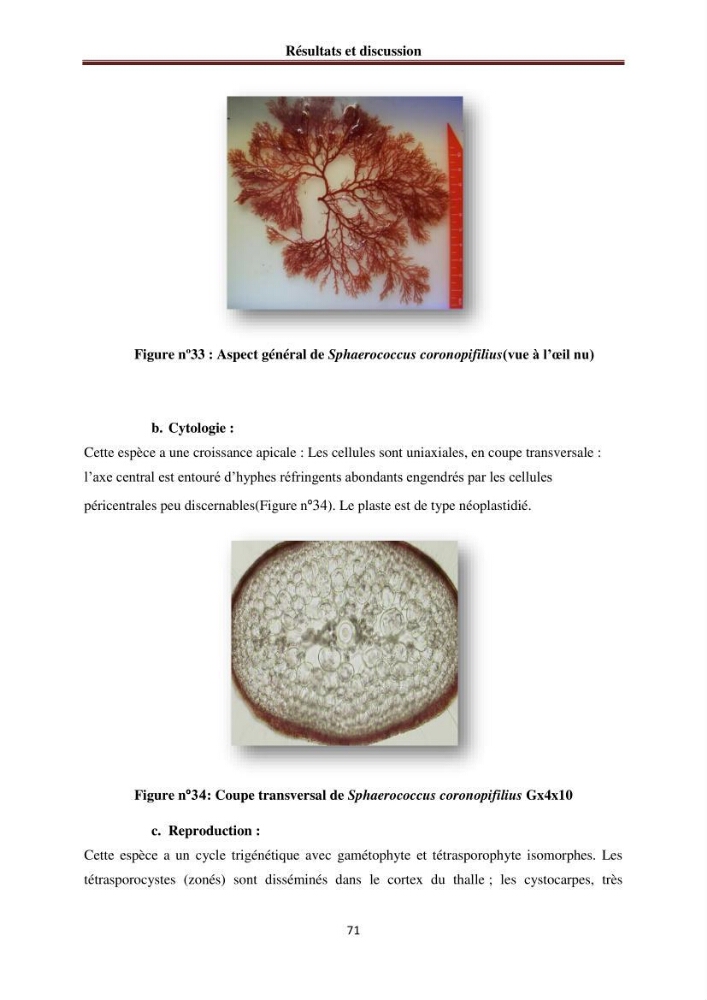Etude de quelques rhodobiontes de la côte ouest algéroise: biologie, biochimie et valorisation