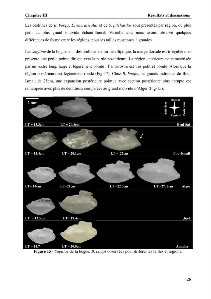Discrimination des populations de trois espèces de petits pélagiques des côtes algériennes : Engraulis encrasicolus (Linnaeus, 1758), Sardina pilchardus (Walbaum, 1792) et Boops boops (Linnaeus, 1758) par analyse de forme des otolithes.