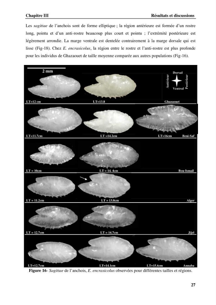 Discrimination des populations de trois espèces de petits pélagiques des côtes algériennes : Engraulis encrasicolus (Linnaeus, 1758), Sardina pilchardus (Walbaum, 1792) et Boops boops (Linnaeus, 1758) par analyse de forme des otolithes.