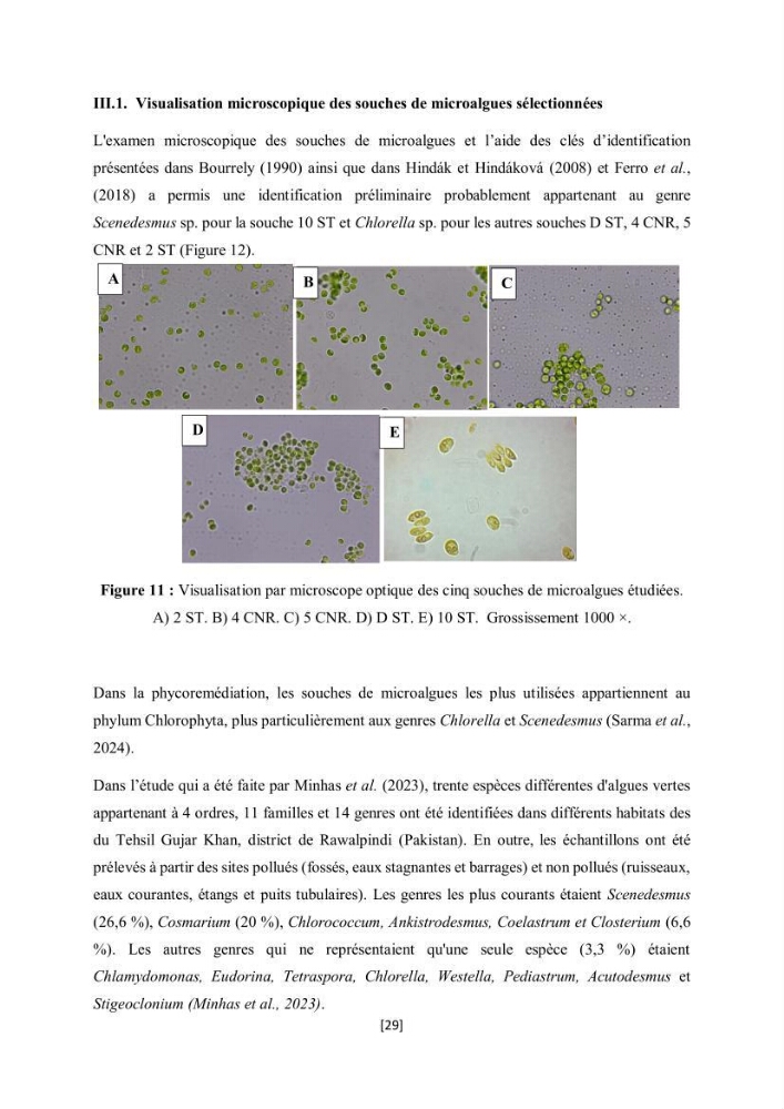 Étude l\'éfficacité épuratoire de consortia microalgues - bactéries dans le traitement des eaux usées aquacoles