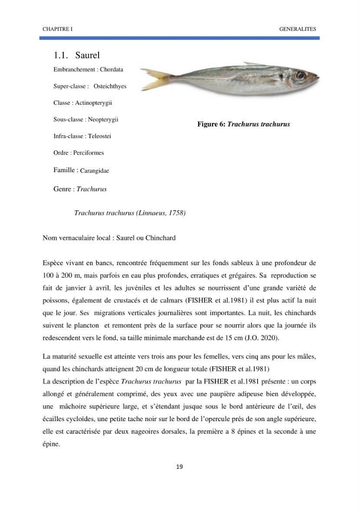 Approche sur l’impact de la température de surface sur l’efficacité Approche sur l’impact de la température de surface sur l’efficacité de la flottille sardinière de Zemmouri (Willaya de Boumerdes)