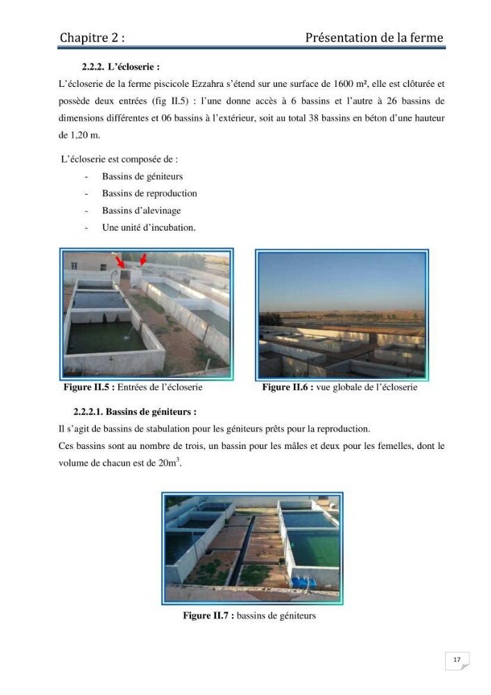 Production d\'alevins monosexe d\'oreochromis niloticus (Linnaeus, 1758) au niveau de la ferme piscicole ezzahra- wilaya de Ghardaia
