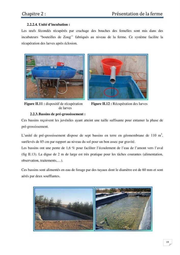 Production d\'alevins monosexe d\'oreochromis niloticus (Linnaeus, 1758) au niveau de la ferme piscicole ezzahra- wilaya de Ghardaia
