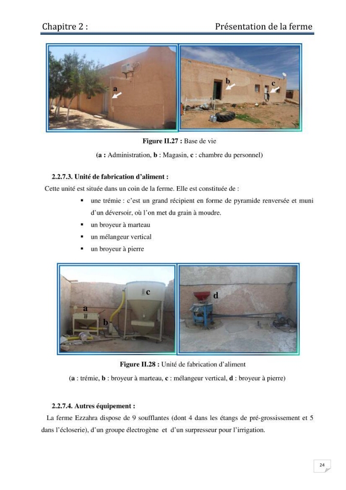 Production d\'alevins monosexe d\'oreochromis niloticus (Linnaeus, 1758) au niveau de la ferme piscicole ezzahra- wilaya de Ghardaia