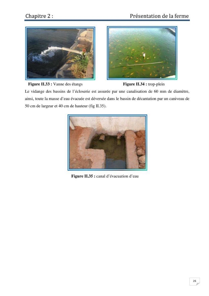 Production d\'alevins monosexe d\'oreochromis niloticus (Linnaeus, 1758) au niveau de la ferme piscicole ezzahra- wilaya de Ghardaia
