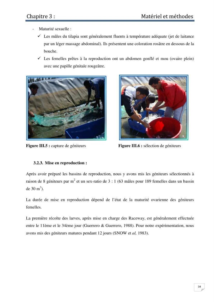 Production d\'alevins monosexe d\'oreochromis niloticus (Linnaeus, 1758) au niveau de la ferme piscicole ezzahra- wilaya de Ghardaia
