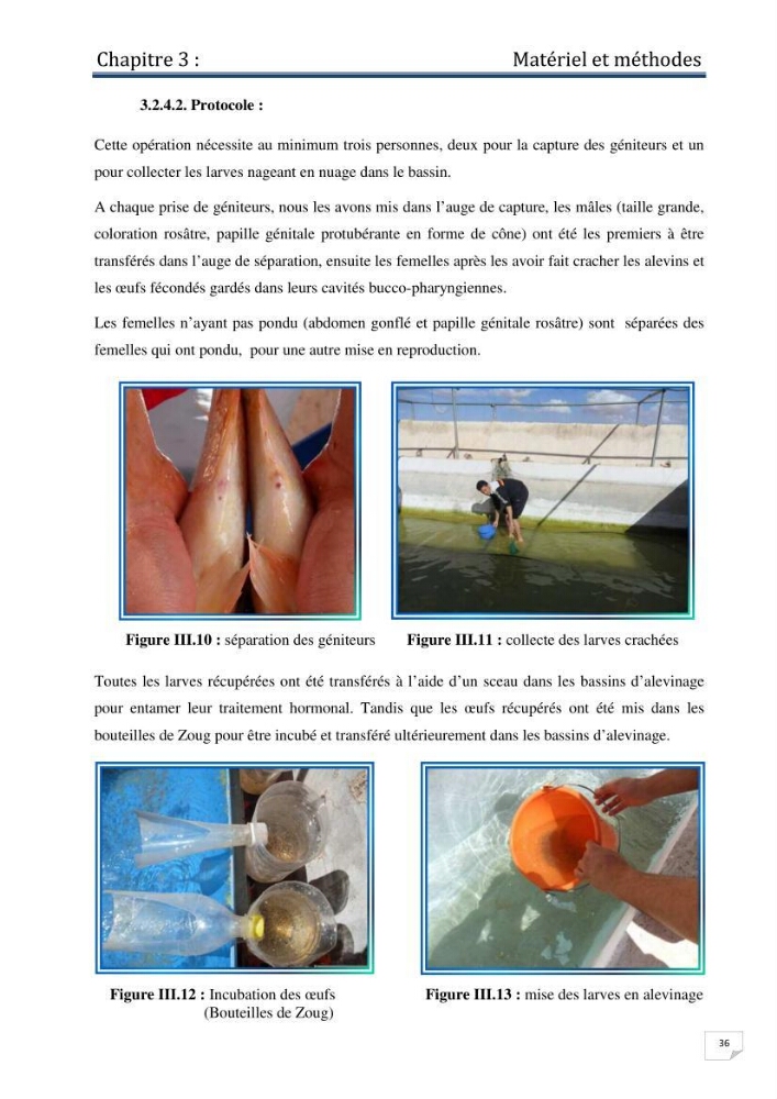 Production d\'alevins monosexe d\'oreochromis niloticus (Linnaeus, 1758) au niveau de la ferme piscicole ezzahra- wilaya de Ghardaia