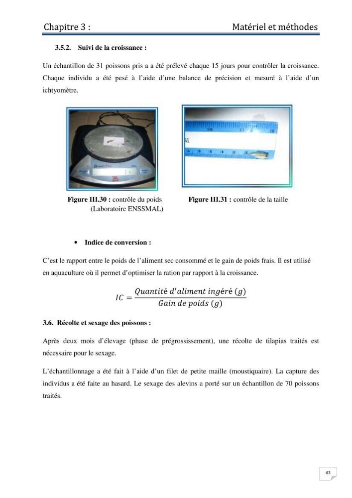 Production d\'alevins monosexe d\'oreochromis niloticus (Linnaeus, 1758) au niveau de la ferme piscicole ezzahra- wilaya de Ghardaia