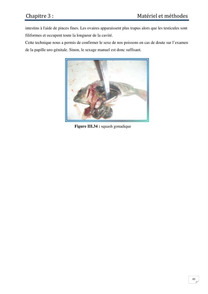 Production d\'alevins monosexe d\'oreochromis niloticus (Linnaeus, 1758) au niveau de la ferme piscicole ezzahra- wilaya de Ghardaia