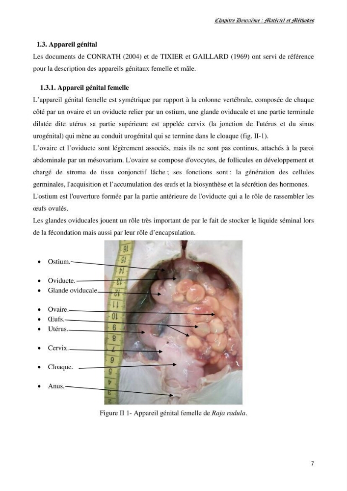 Contribution à l’étude de la biologie, de la croissance et de l’exploitation de Raja radula (Elasmobranches, Rajidae) dans la région Est du bassin algérien