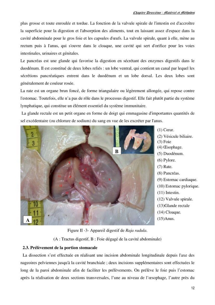 Contribution à l’étude de la biologie, de la croissance et de l’exploitation de Raja radula (Elasmobranches, Rajidae) dans la région Est du bassin algérien