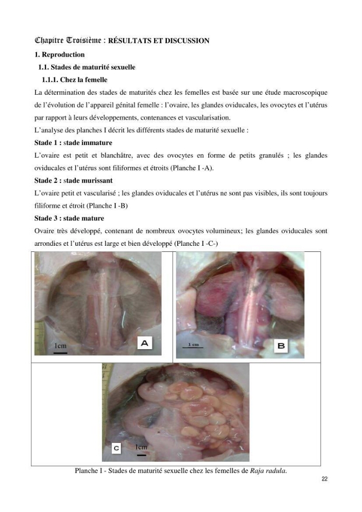 Contribution à l’étude de la biologie, de la croissance et de l’exploitation de Raja radula (Elasmobranches, Rajidae) dans la région Est du bassin algérien