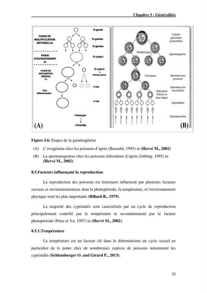 Maîtrise et suivi de la reproduction artificielle de quelques espèces de la famille des cyprinidés.
