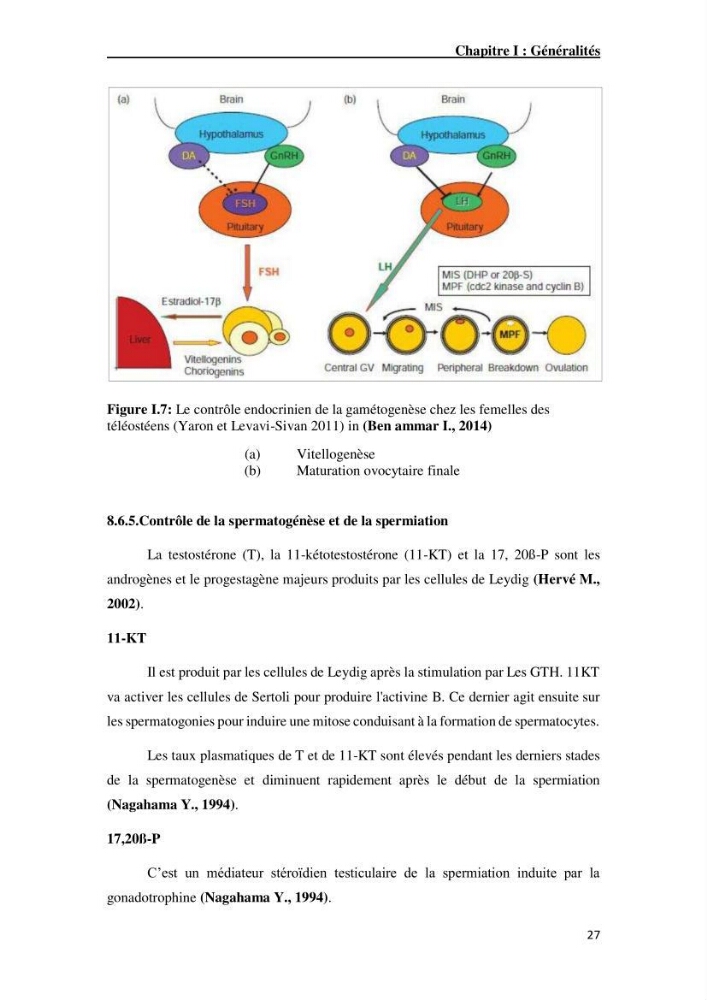 Maîtrise et suivi de la reproduction artificielle de quelques espèces de la famille des cyprinidés.