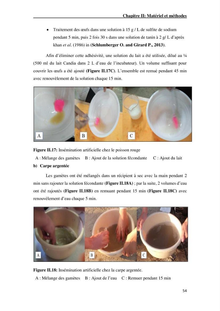 Maîtrise et suivi de la reproduction artificielle de quelques espèces de la famille des cyprinidés.