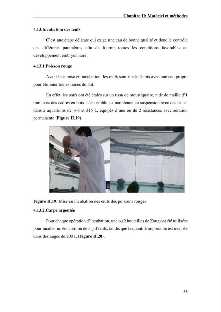 Maîtrise et suivi de la reproduction artificielle de quelques espèces de la famille des cyprinidés.