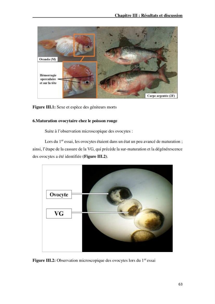 Maîtrise et suivi de la reproduction artificielle de quelques espèces de la famille des cyprinidés.