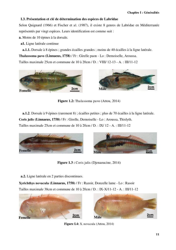 Contribution à l\'identification des pièces crâniènes et à l\'élaboration d\'une base de données ostéologiques.: cas des labridae, dans le bassin algerien