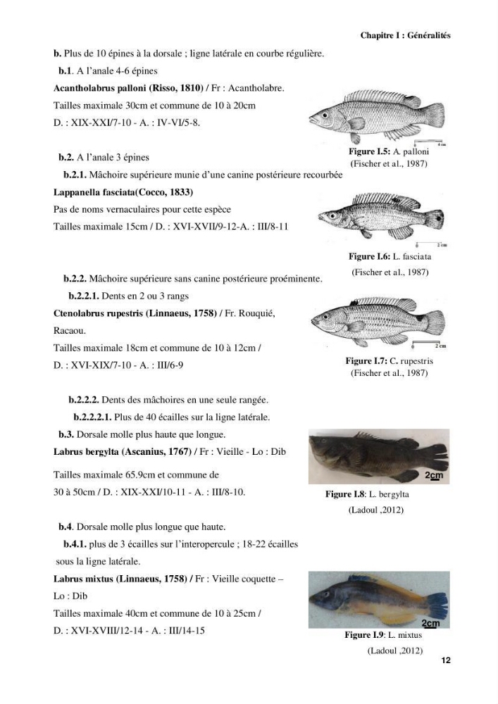 Contribution à l\'identification des pièces crâniènes et à l\'élaboration d\'une base de données ostéologiques.: cas des labridae, dans le bassin algerien
