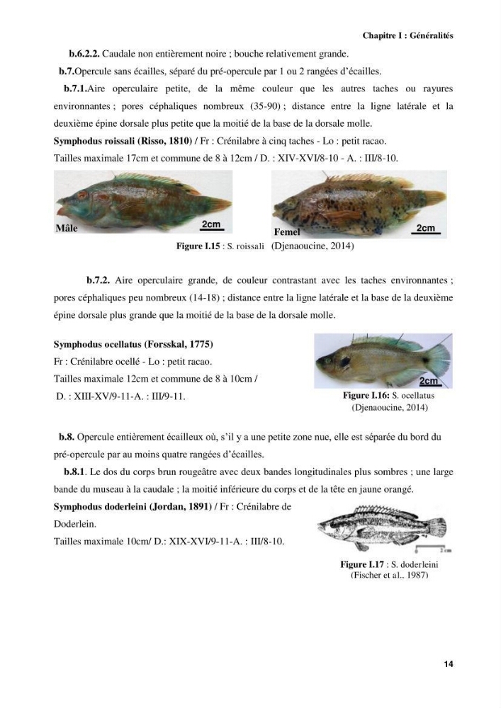Contribution à l\'identification des pièces crâniènes et à l\'élaboration d\'une base de données ostéologiques.: cas des labridae, dans le bassin algerien